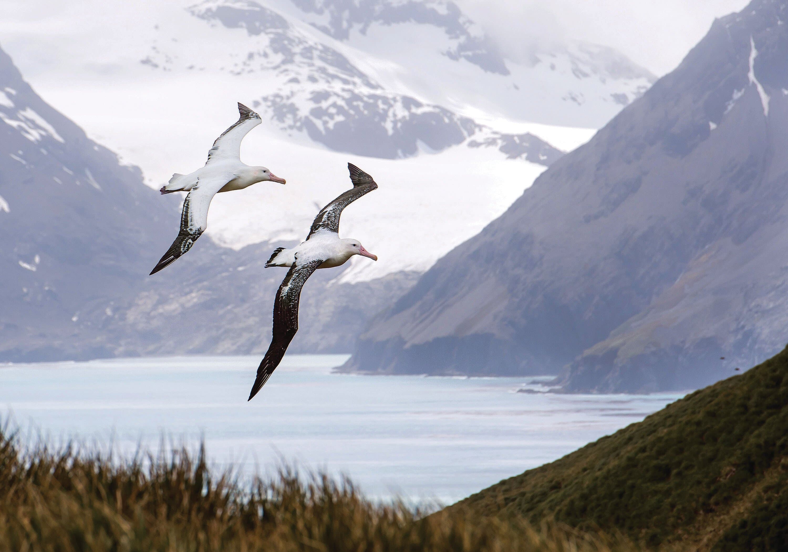 Large RGB-LEX-South Georgia Wandering Albatross shutterstock 389273650.jpg