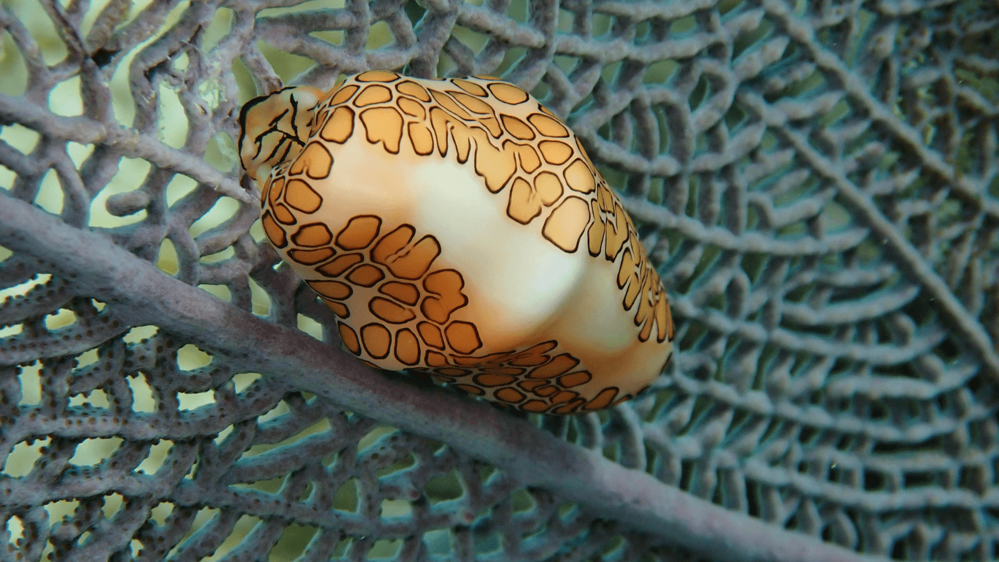 Ranguana and Silk Caye.jpg