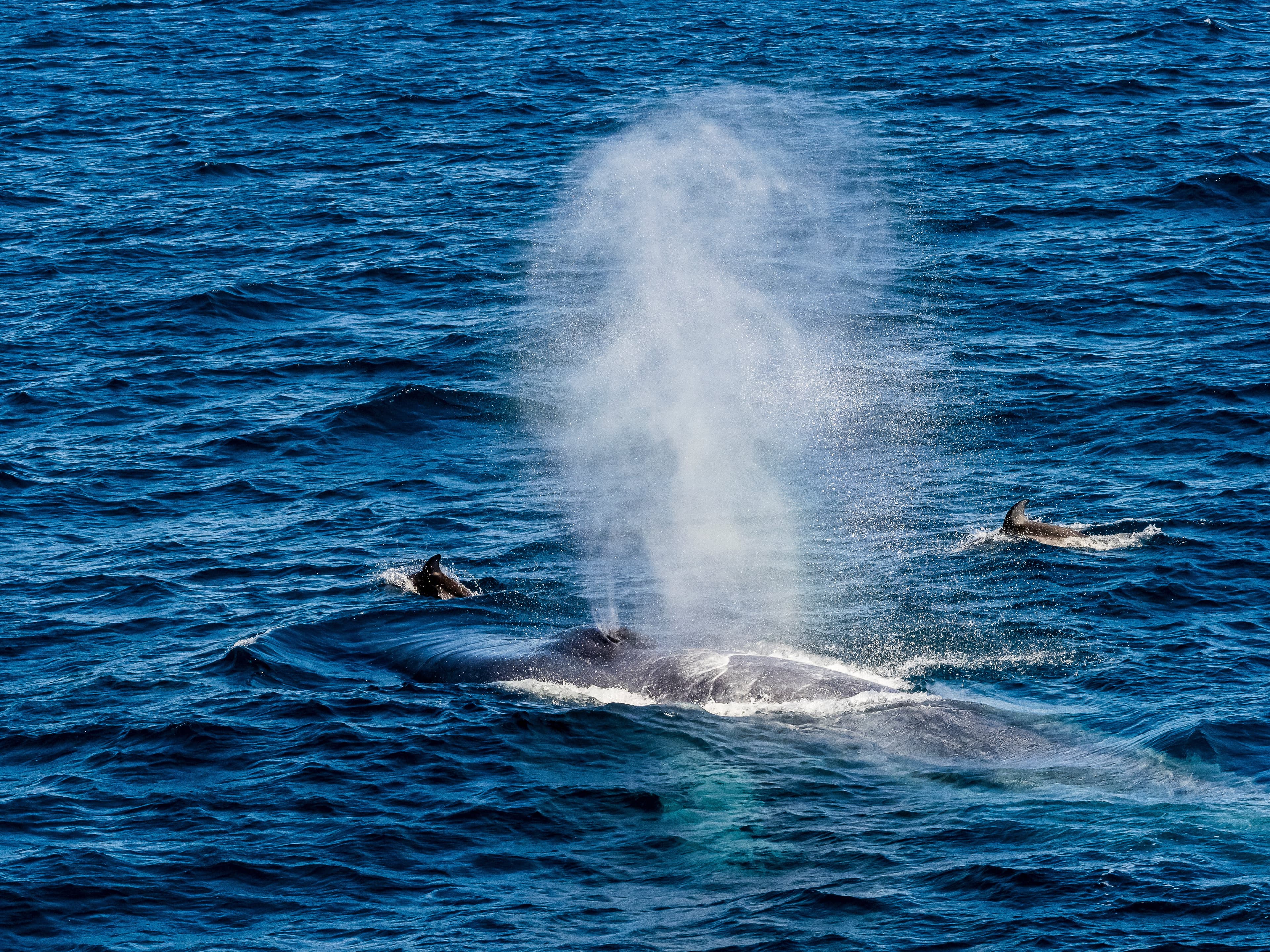 Large RGB-LEX-Mexico Baja California RLH-MX19-29994.jpg