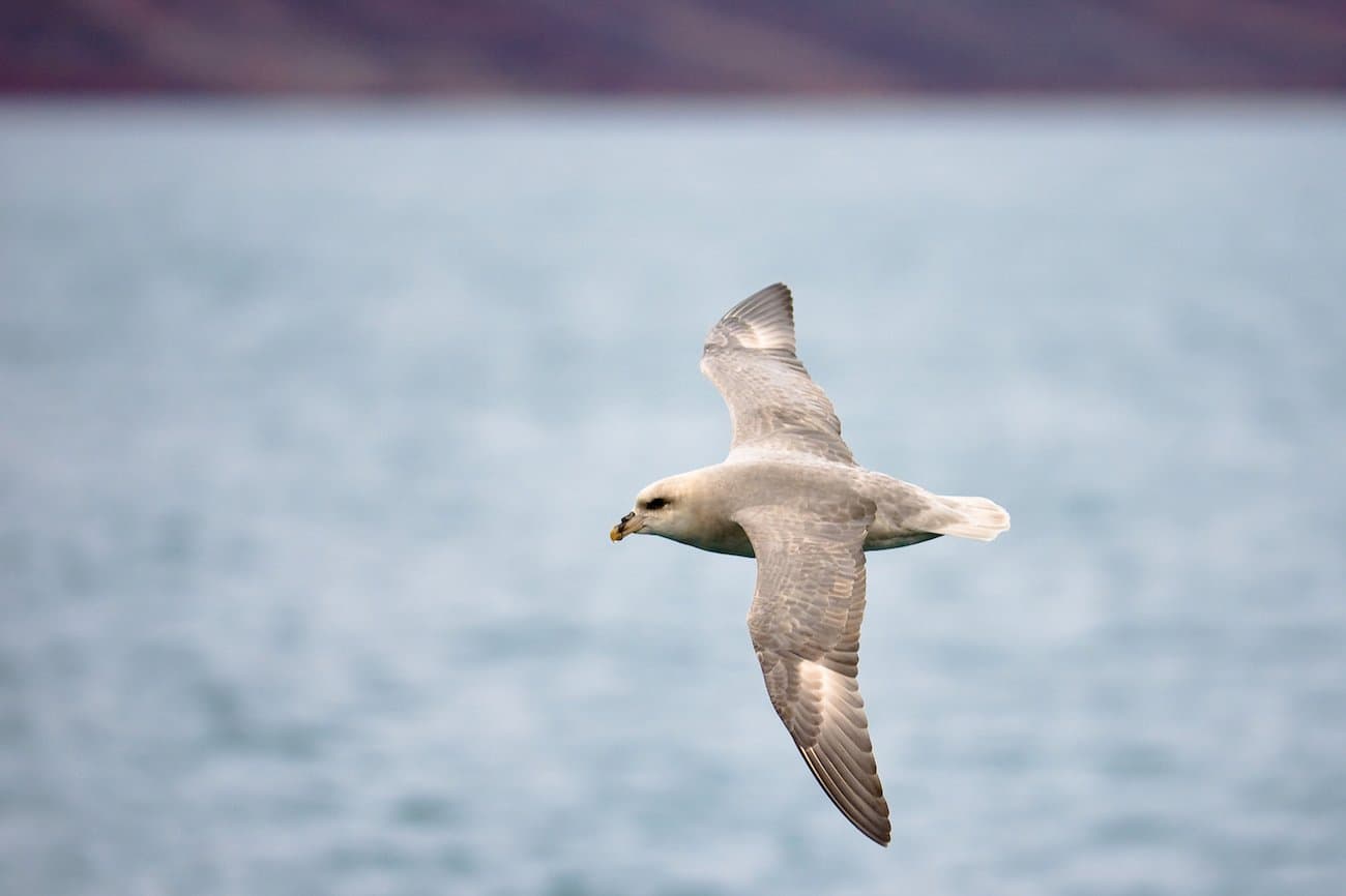 Northern Fulmar Stock.jpg