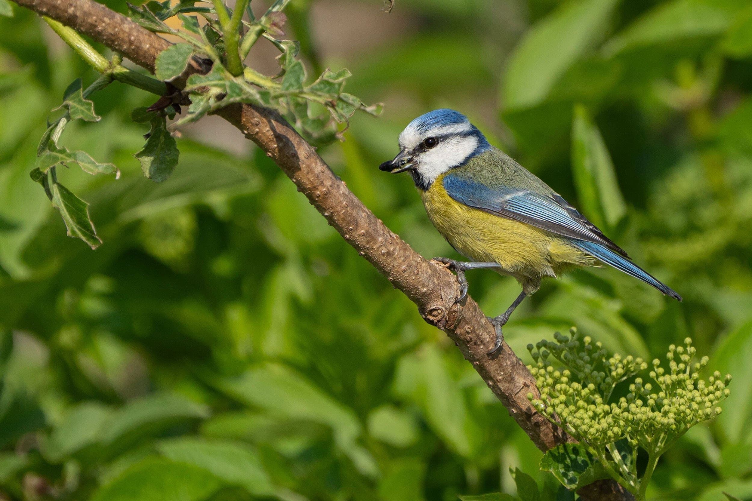 a blue and white bird on a branch