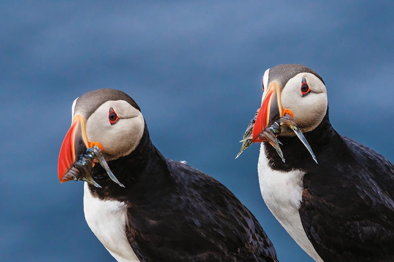 Large RGB-LEX-Iceland Grimsey Island 131.jpg