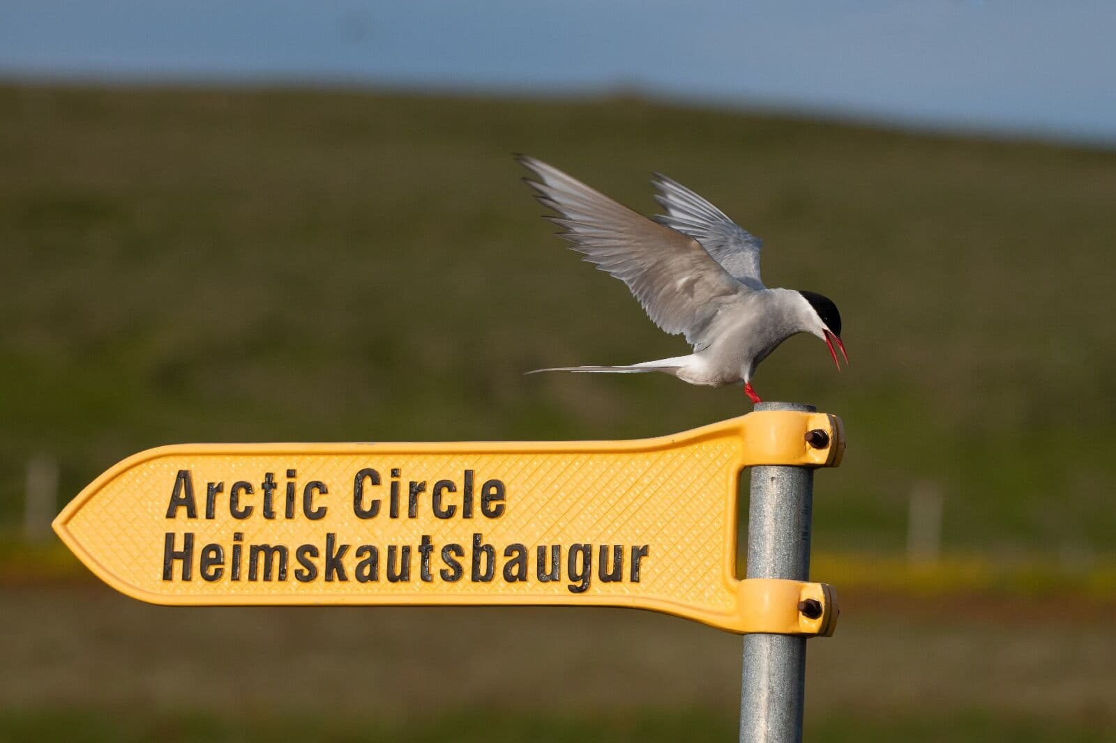 arctic tern perched on a yellow sign