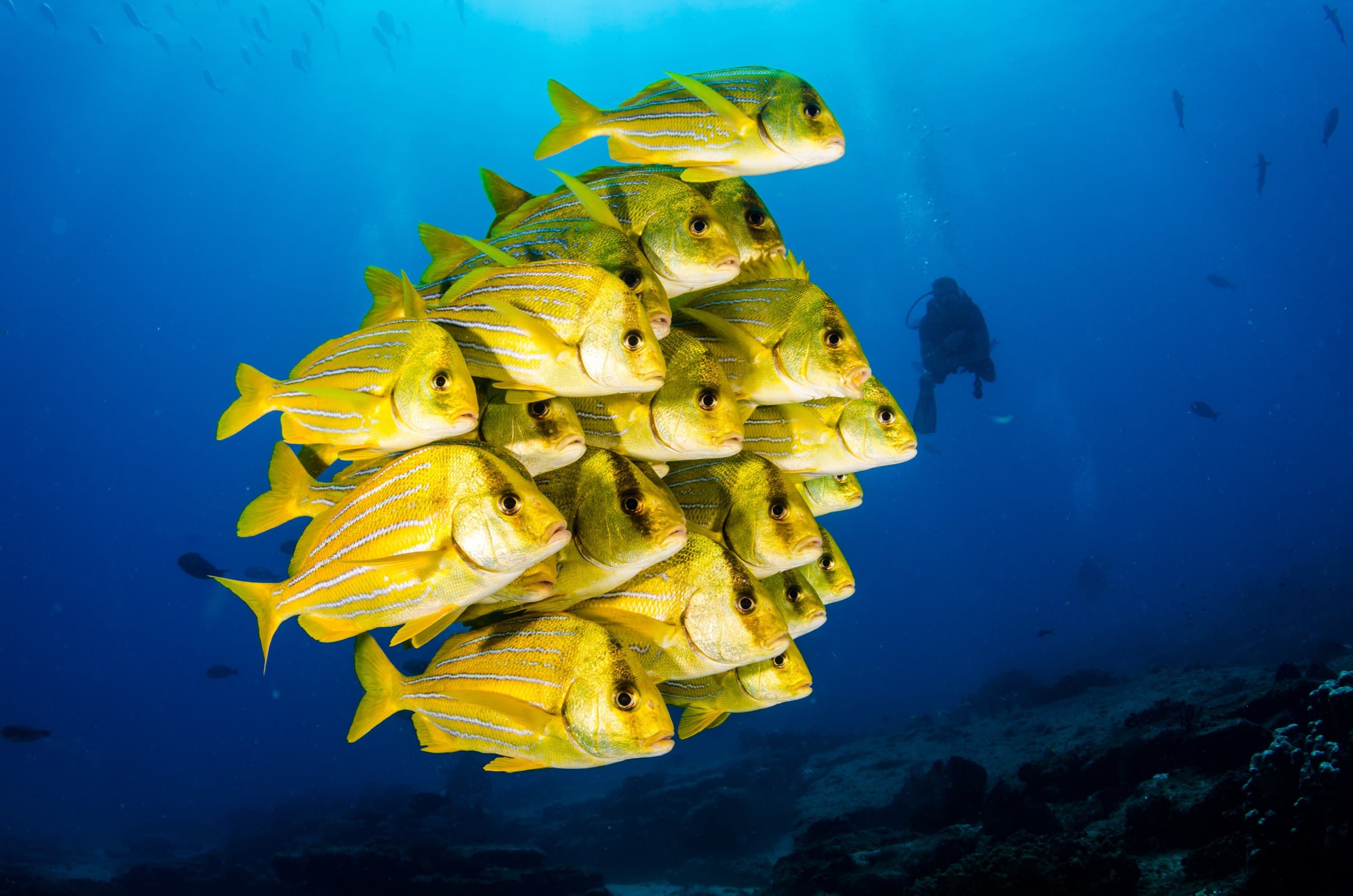 Cabo Pulmo panamic porkfish.jpg