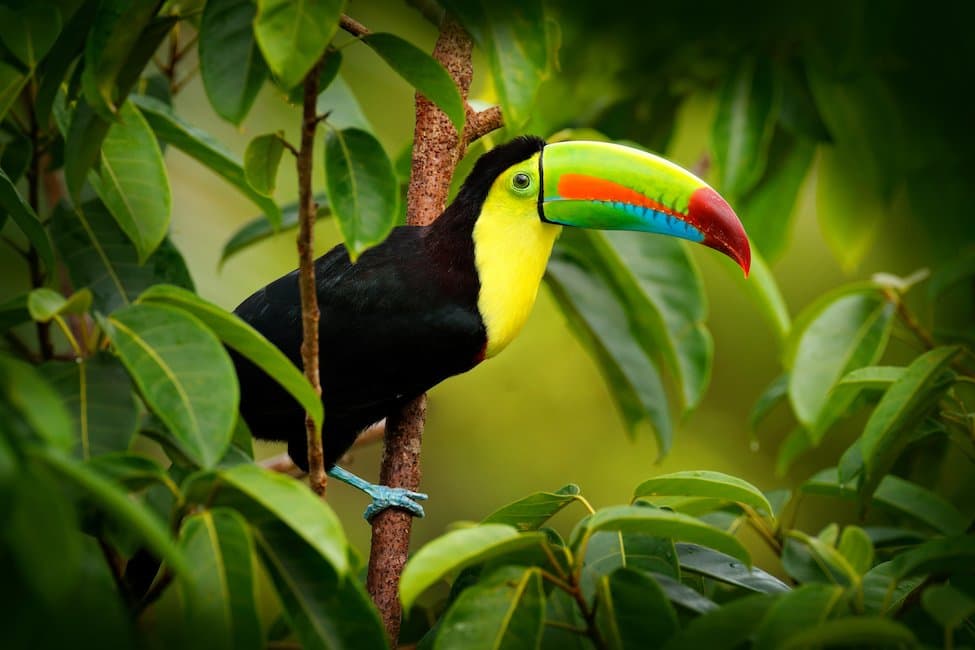 Hero Image Keel-billed toucan.jpg