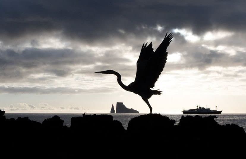 Hero Image Bird 1_Jonathon Aguas_@jhon_argentt.JPG