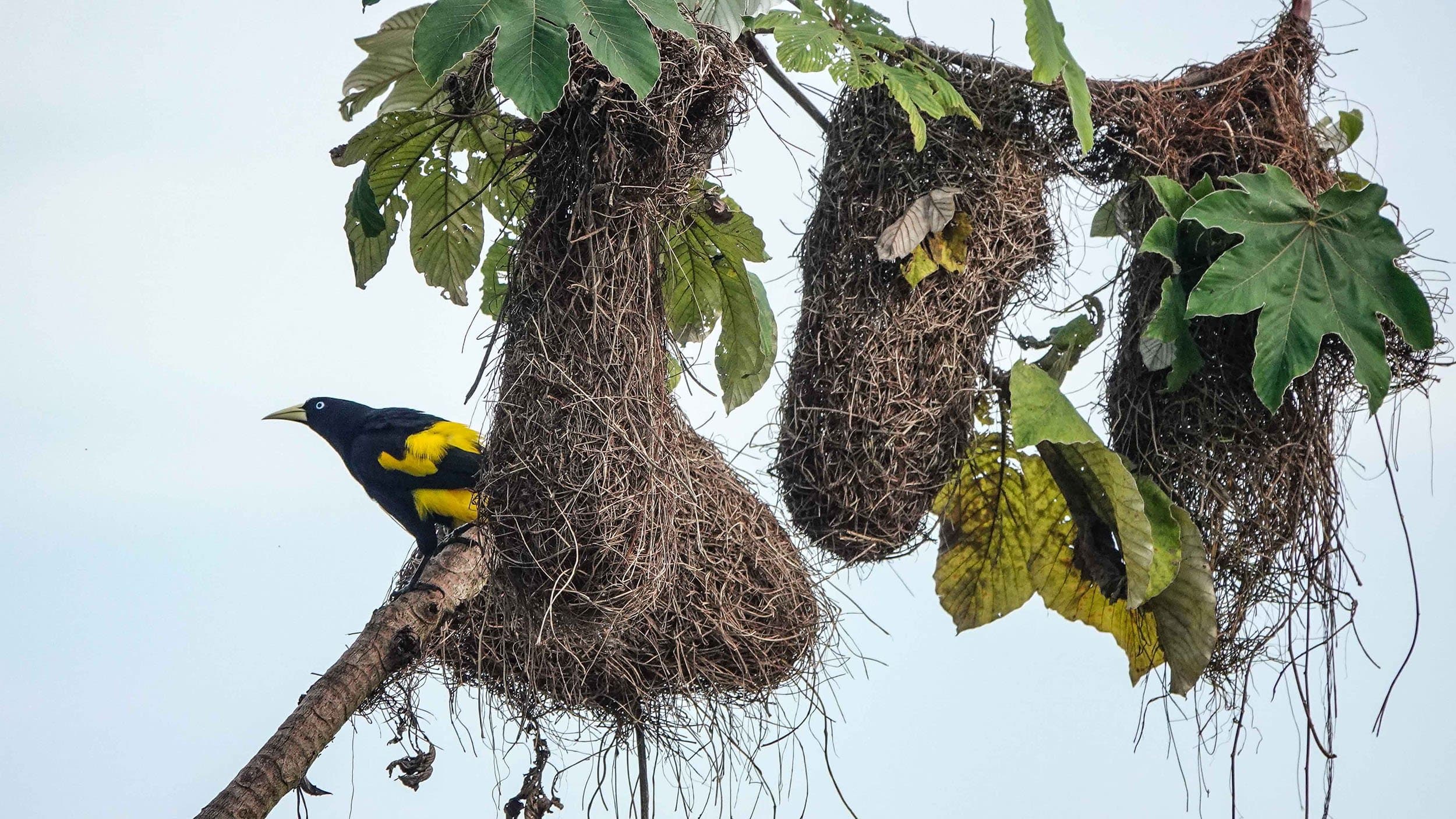 a yellow and black bird building a nest