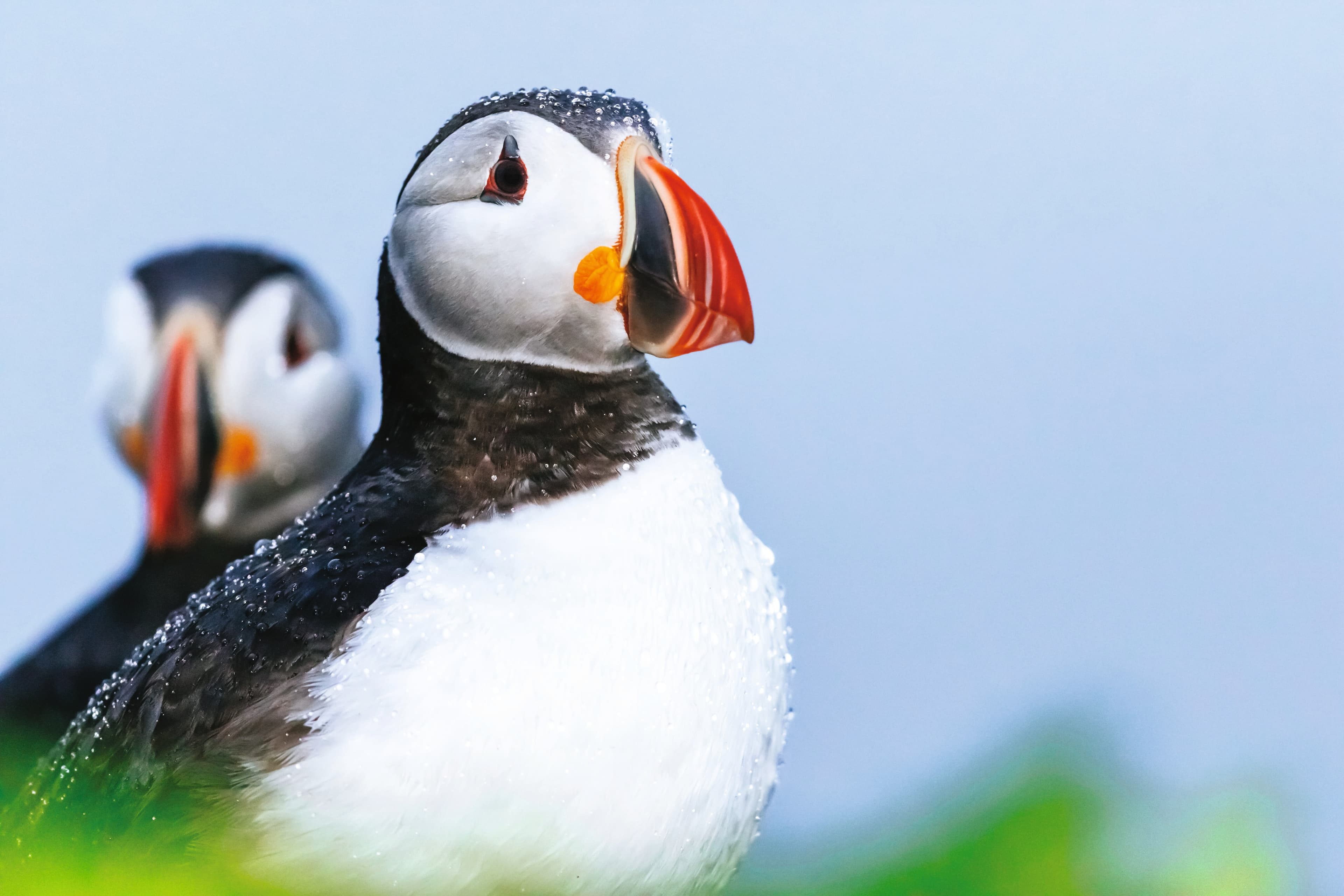 Large RGB-LEX-Iceland Grimsey Island 140.jpg
