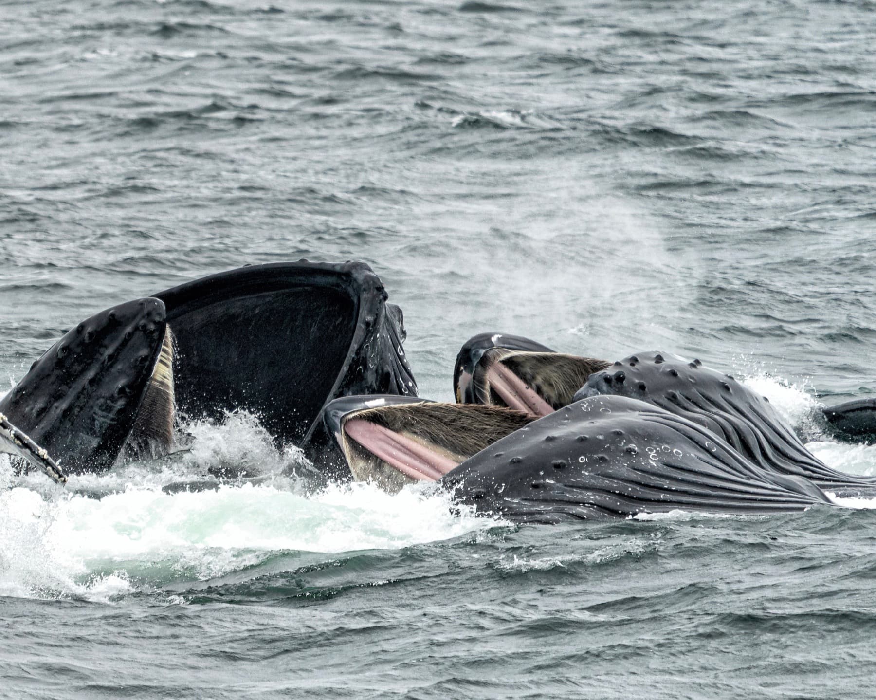 NKelley Whale Day Photo #1.JPG