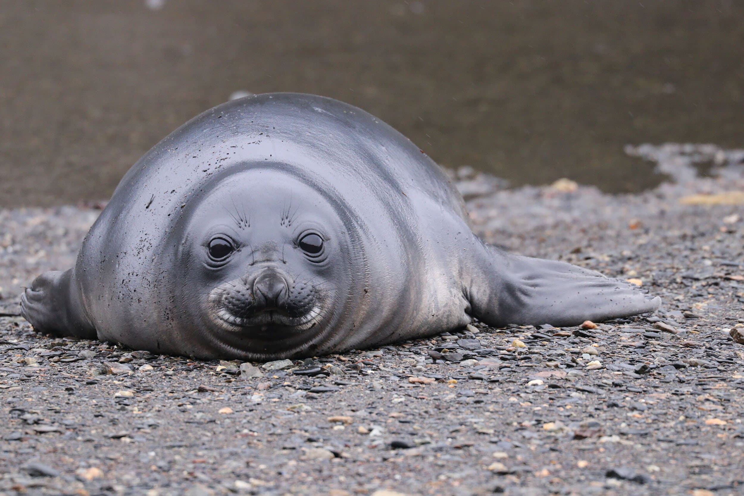 juvenile elephant seal