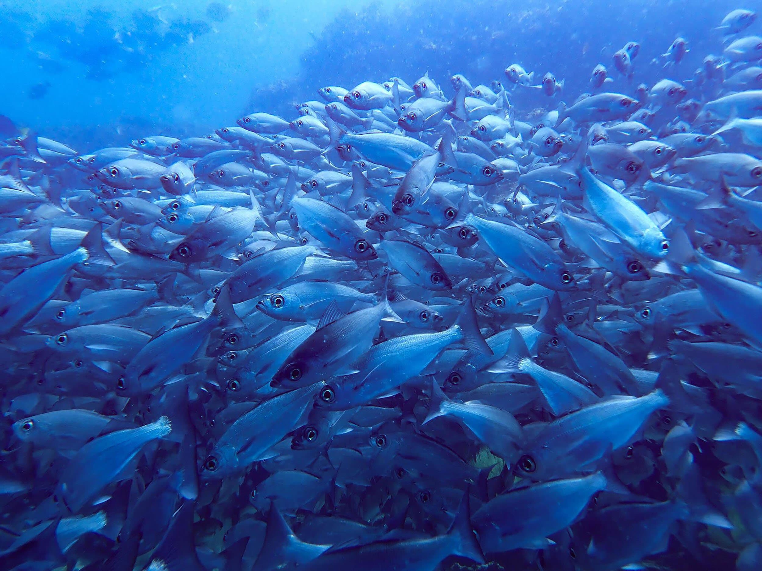 a school of blue fish