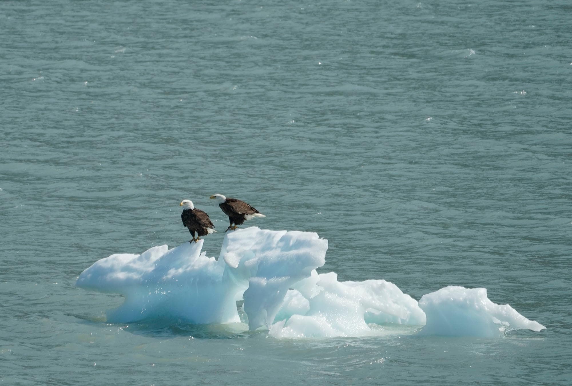 two bald eagles on an iceberg