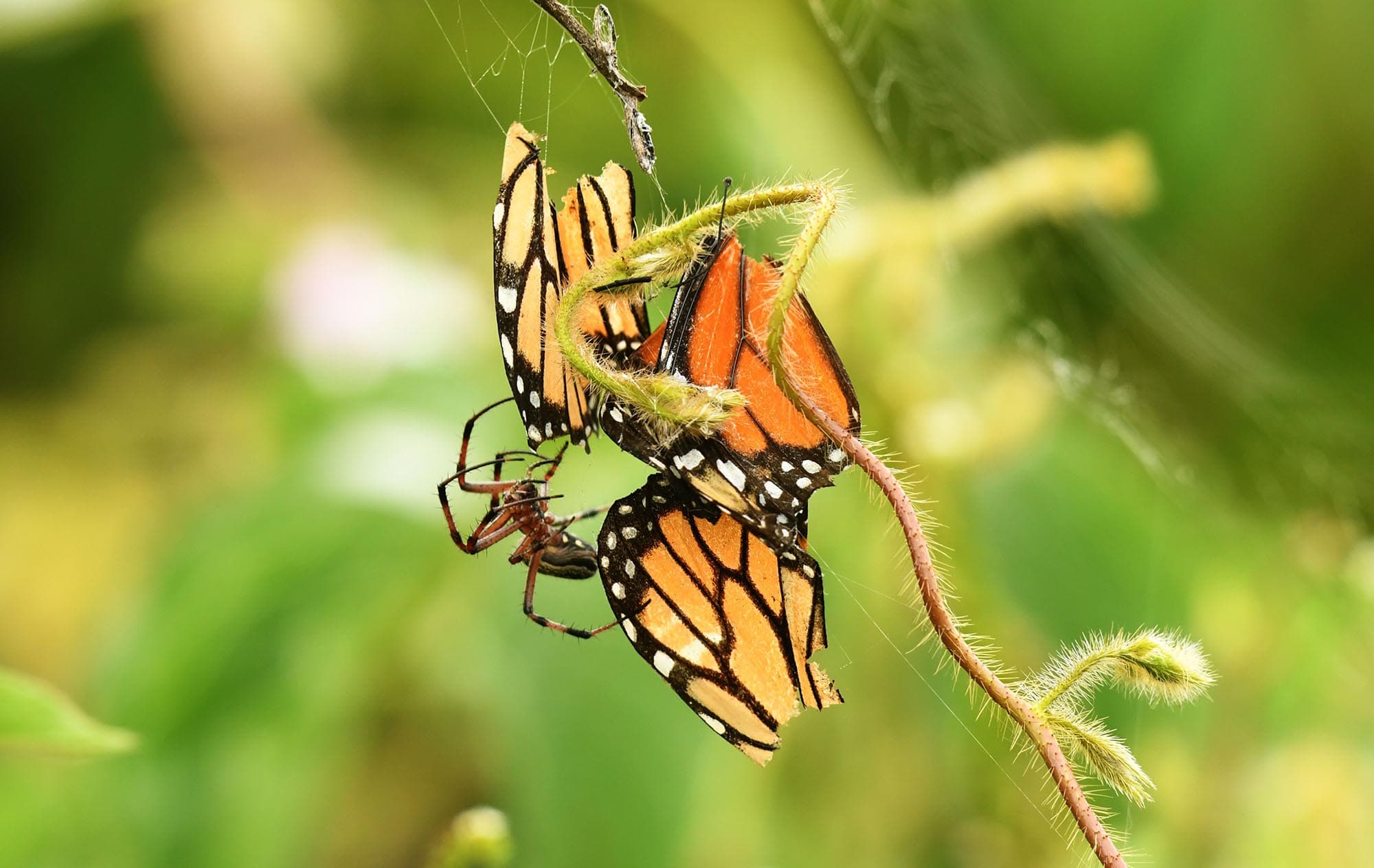 spider eating a butterfly