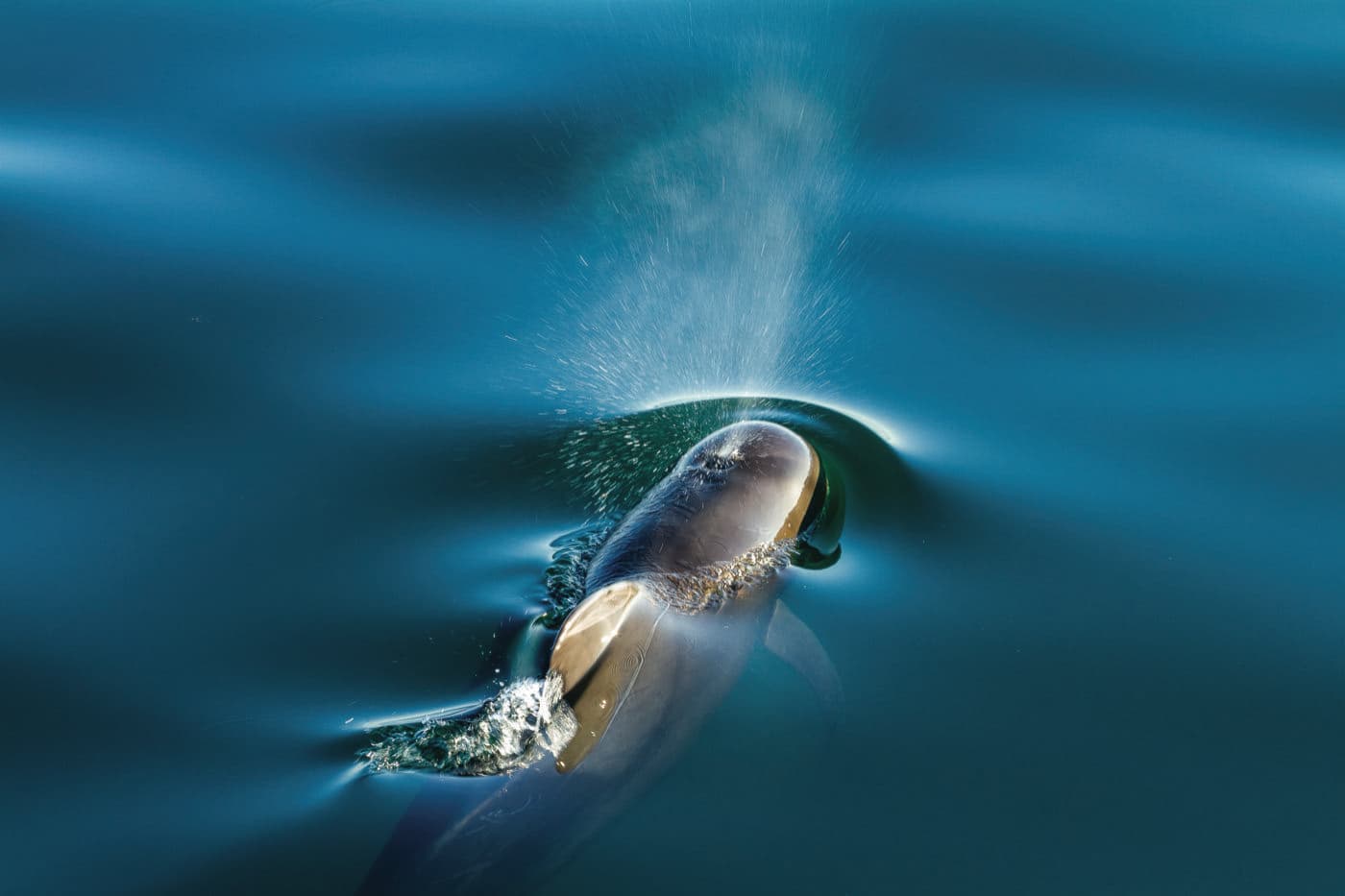 seen from above, a dolphin surfaces in languid water to release air and a spray of water from its blowhole