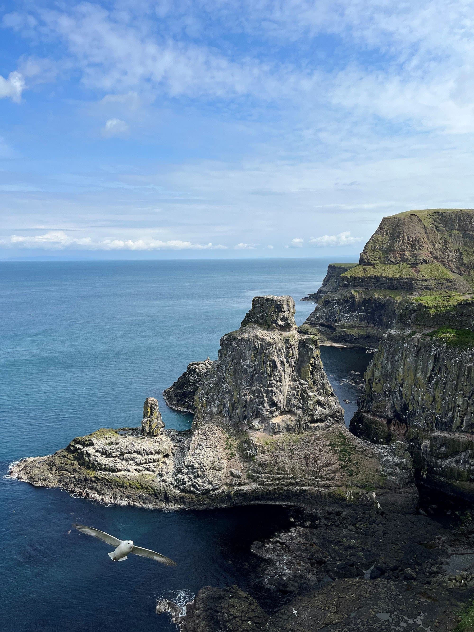 seabirds nesting on a cliff