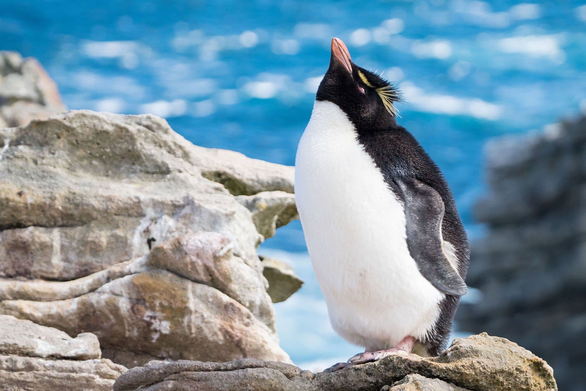 rockhopper penguin