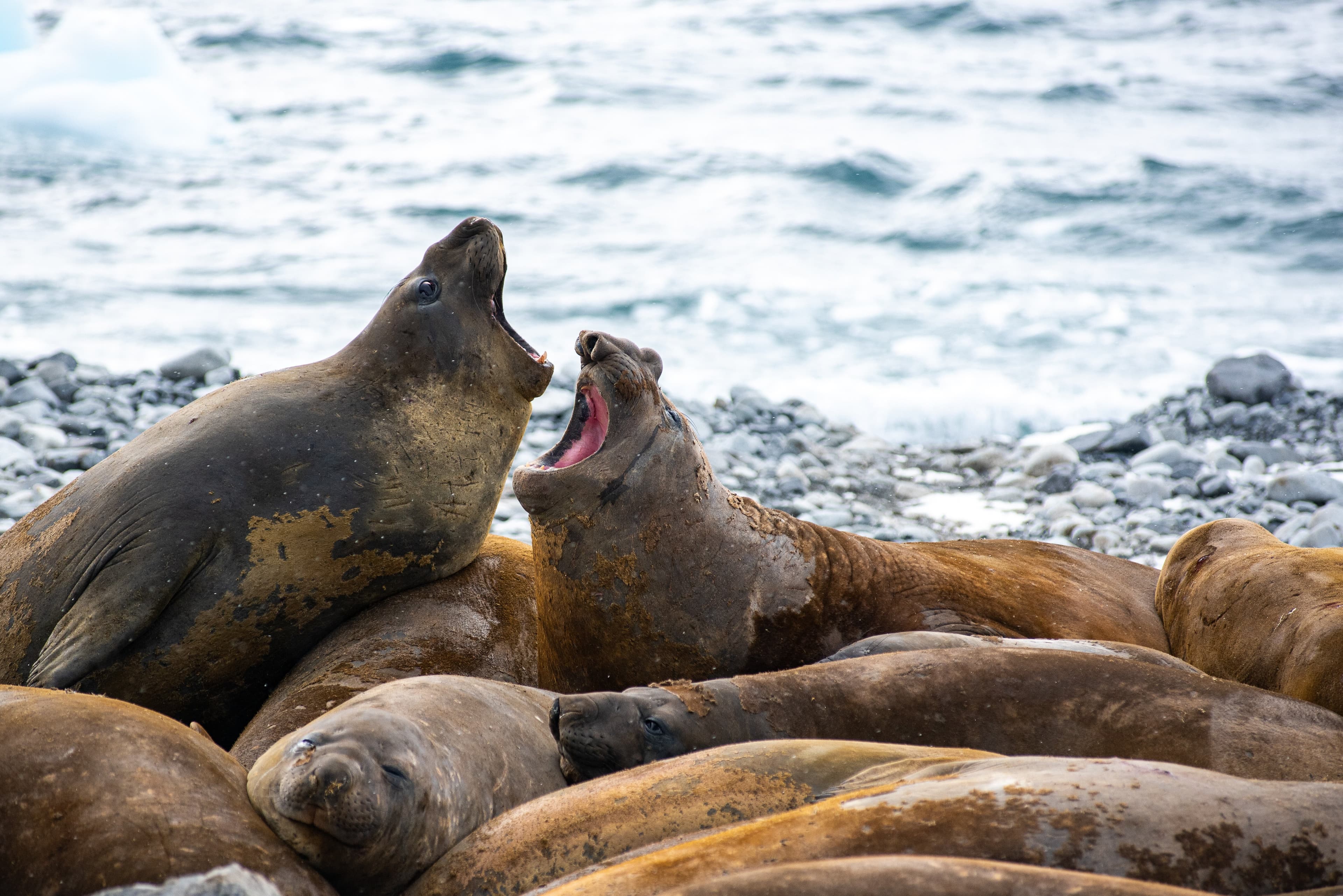 Large RGB-LEX-Antarctica ADC21-752-6147.jpg