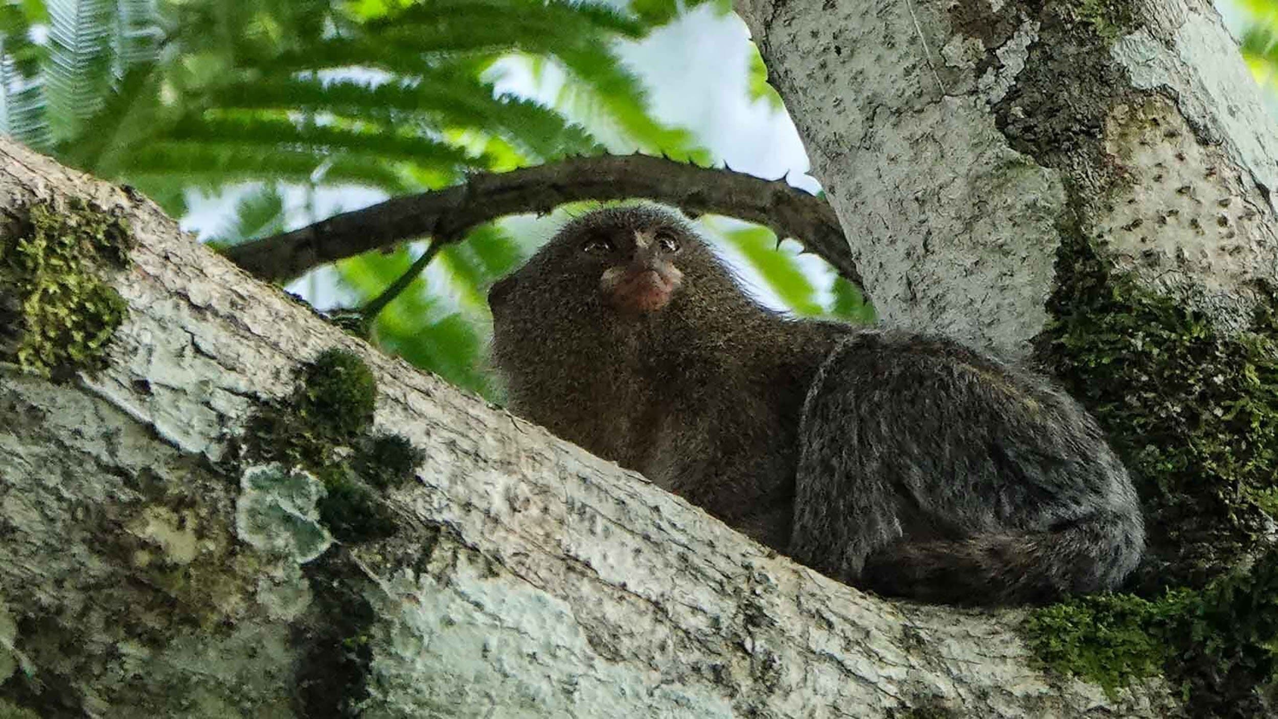pygmy marmoset