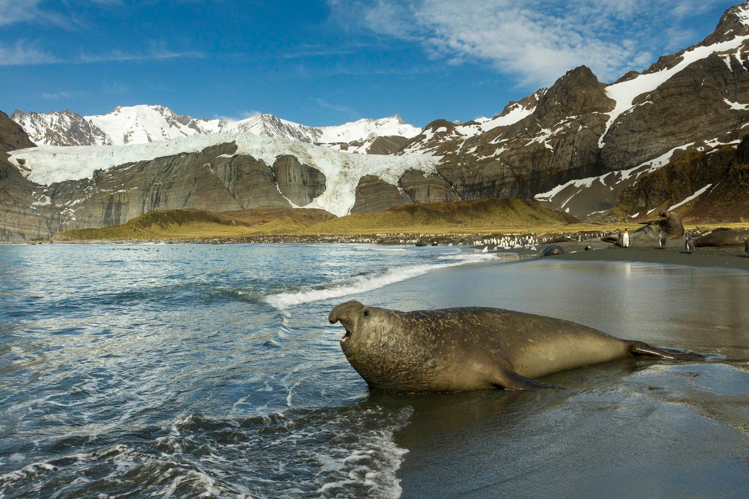 Male Elephant Seals may not be the prettiest animals on this list, but they are definitely the biggest, weighing in at up to 8,000 pounds! When we encounter them on the beaches of islands around Antarctica, they are usually quite sleepy and relaxed, so we can get quite close to them. But not too close! If something disturbs them, they can move with amazing power and speed. We see them when they have come ashore to breed, but they live most of their lives in a very different world. They are one of the deepest diving animals on the planet, regularly descending six thousand feet or more in pursuit of squid that are their prey. On the way down, they collapse their lungs and slowly sink into the dark depths while peacefully sleeping.