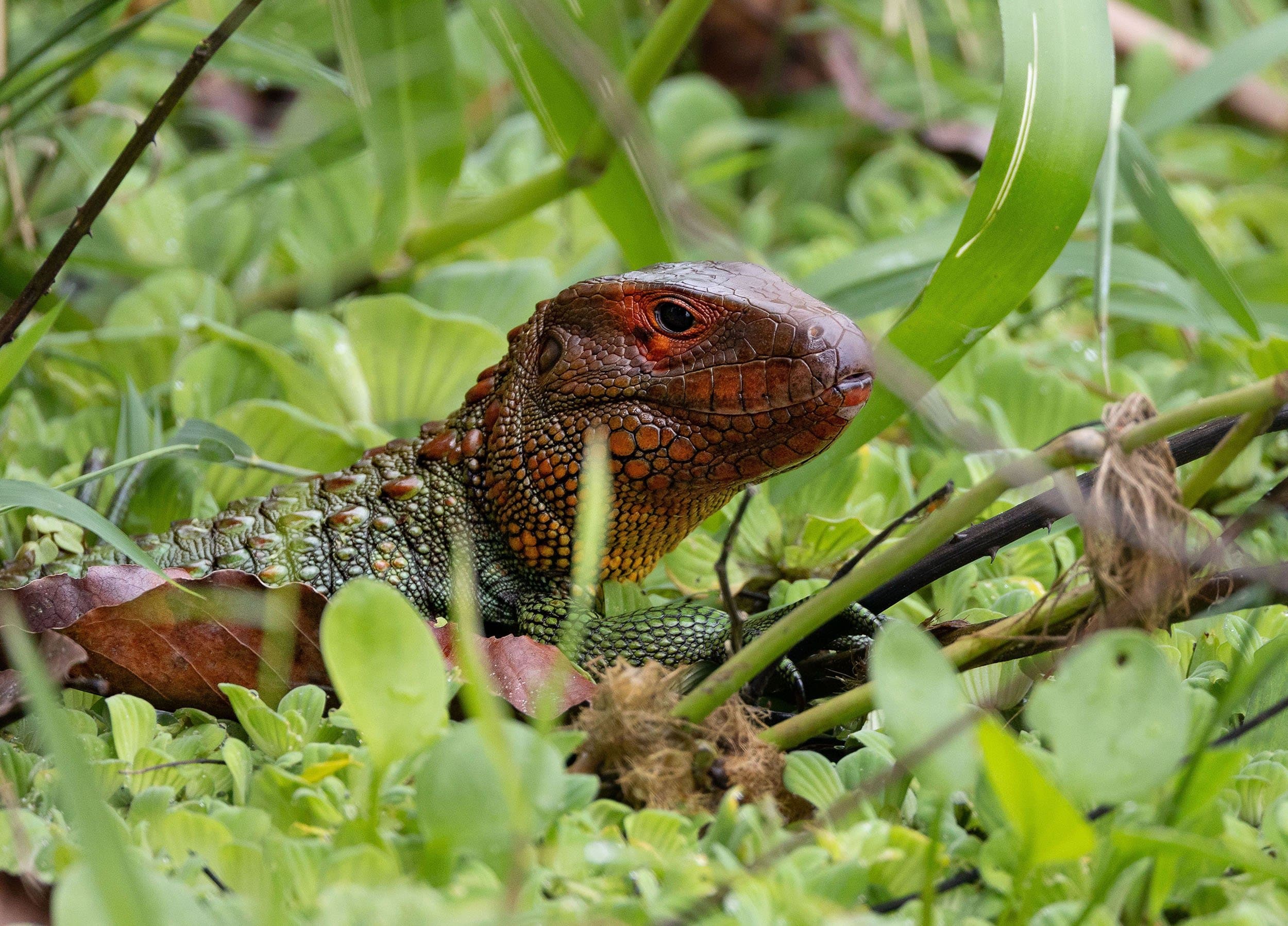 a bright red lizard on a bed of plants