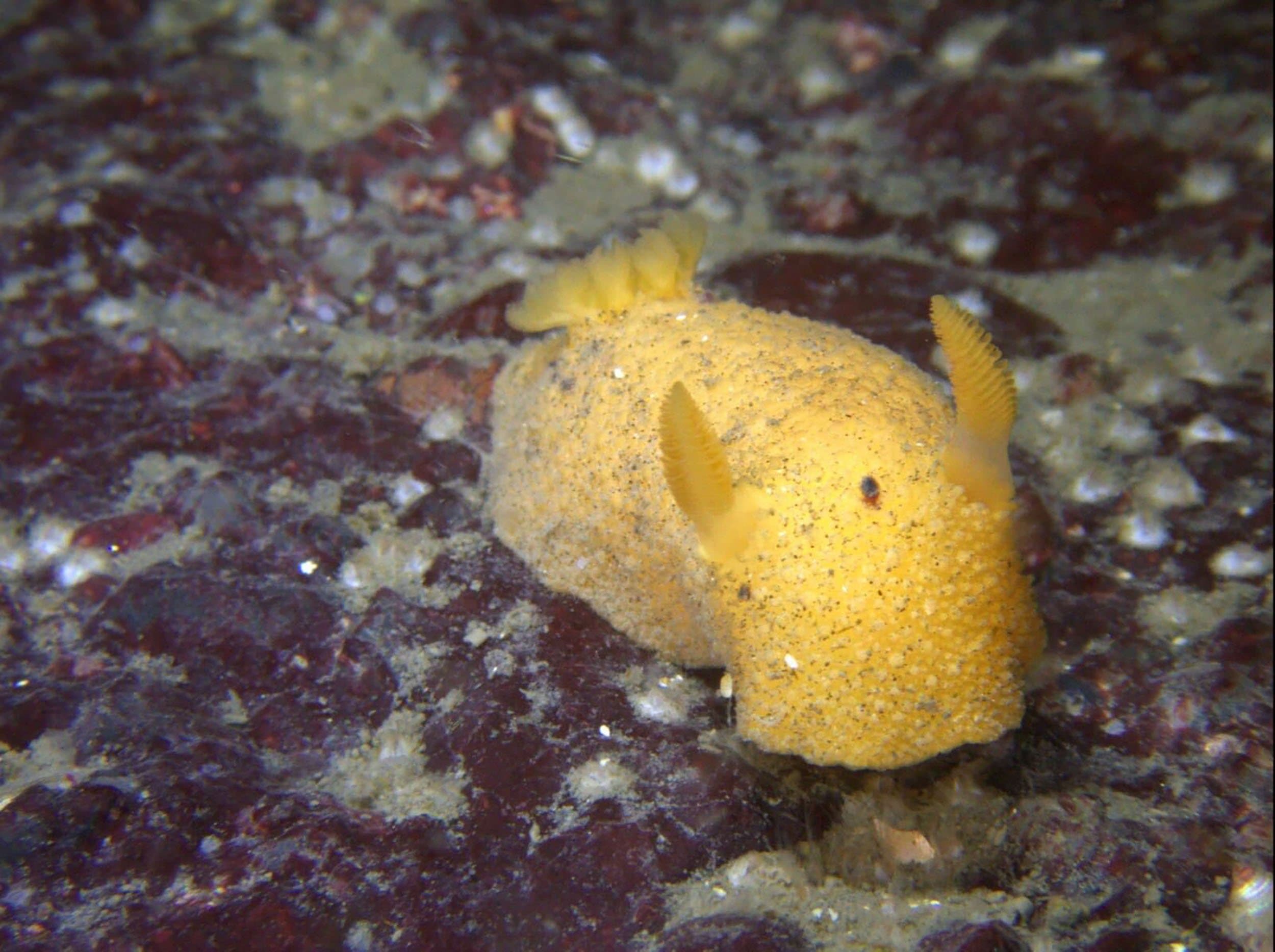 a bright yellow nudibranch