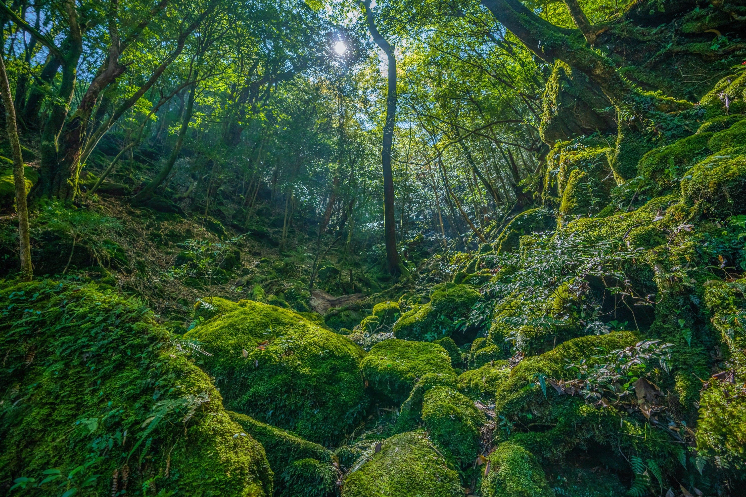 Yakushima-Island-shutterstock_1667558245.jpg
