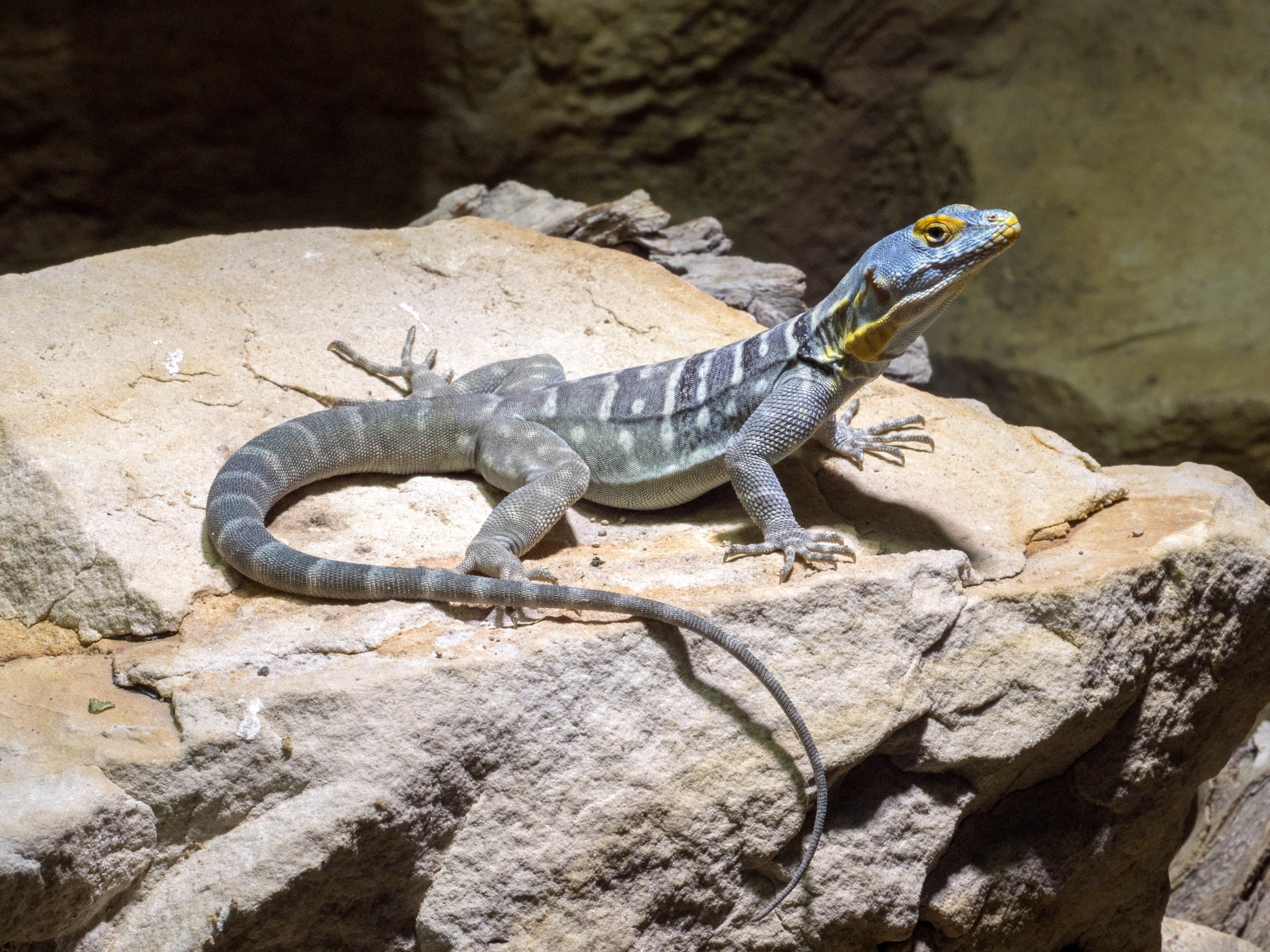 Baja blue rock lizard.jpg