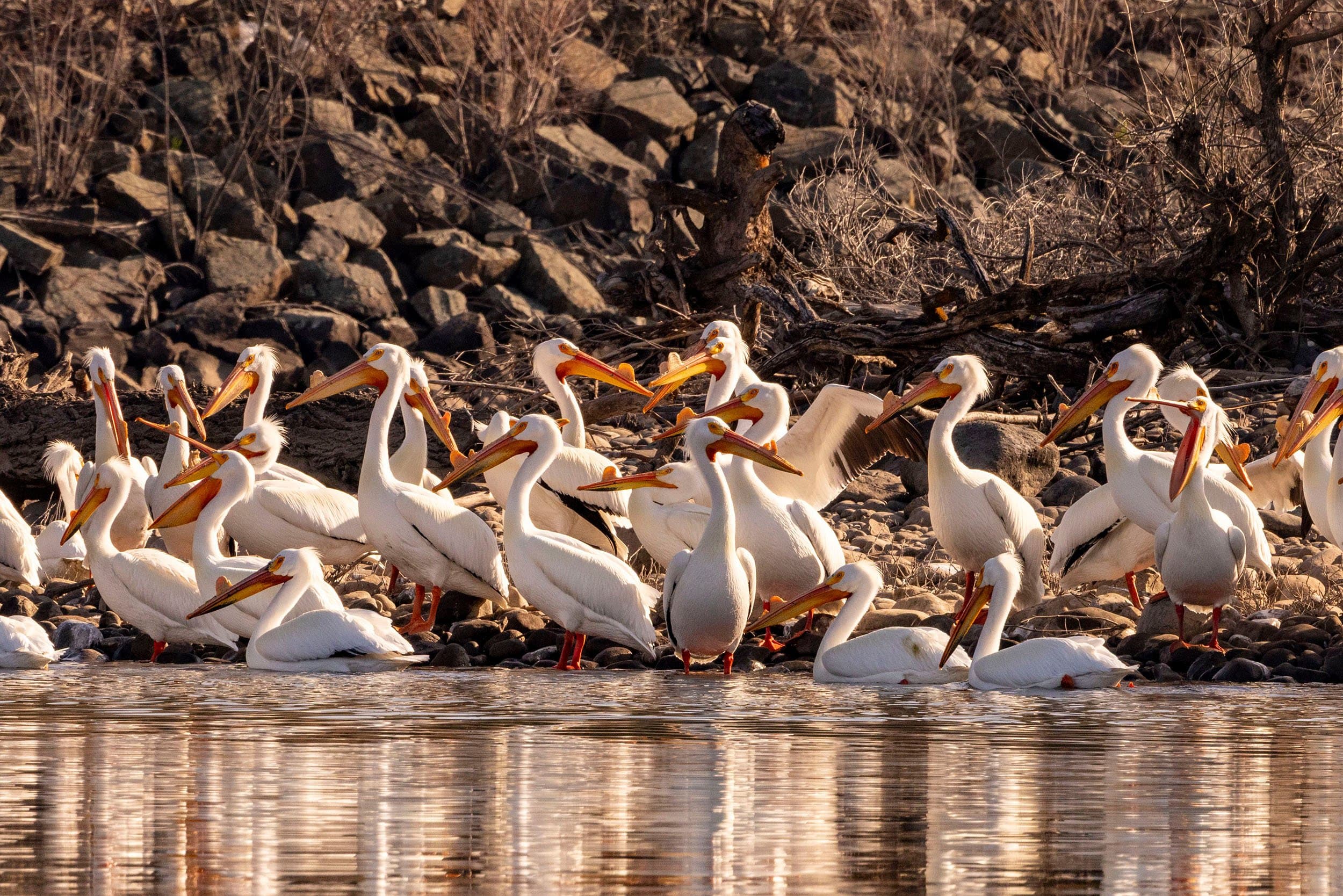 a large number of white pelicans standing in water