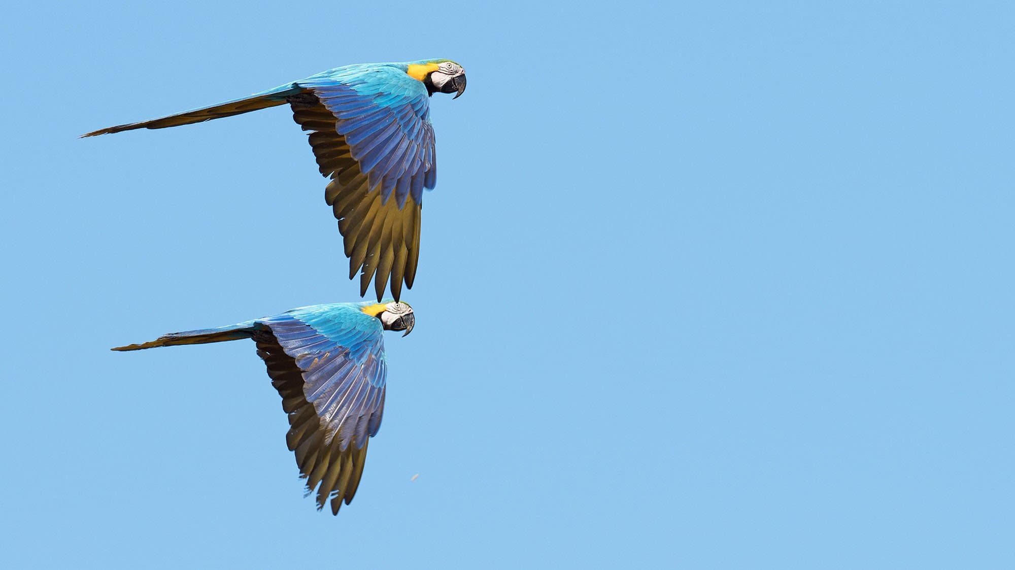 blue and yellow macaws in flight