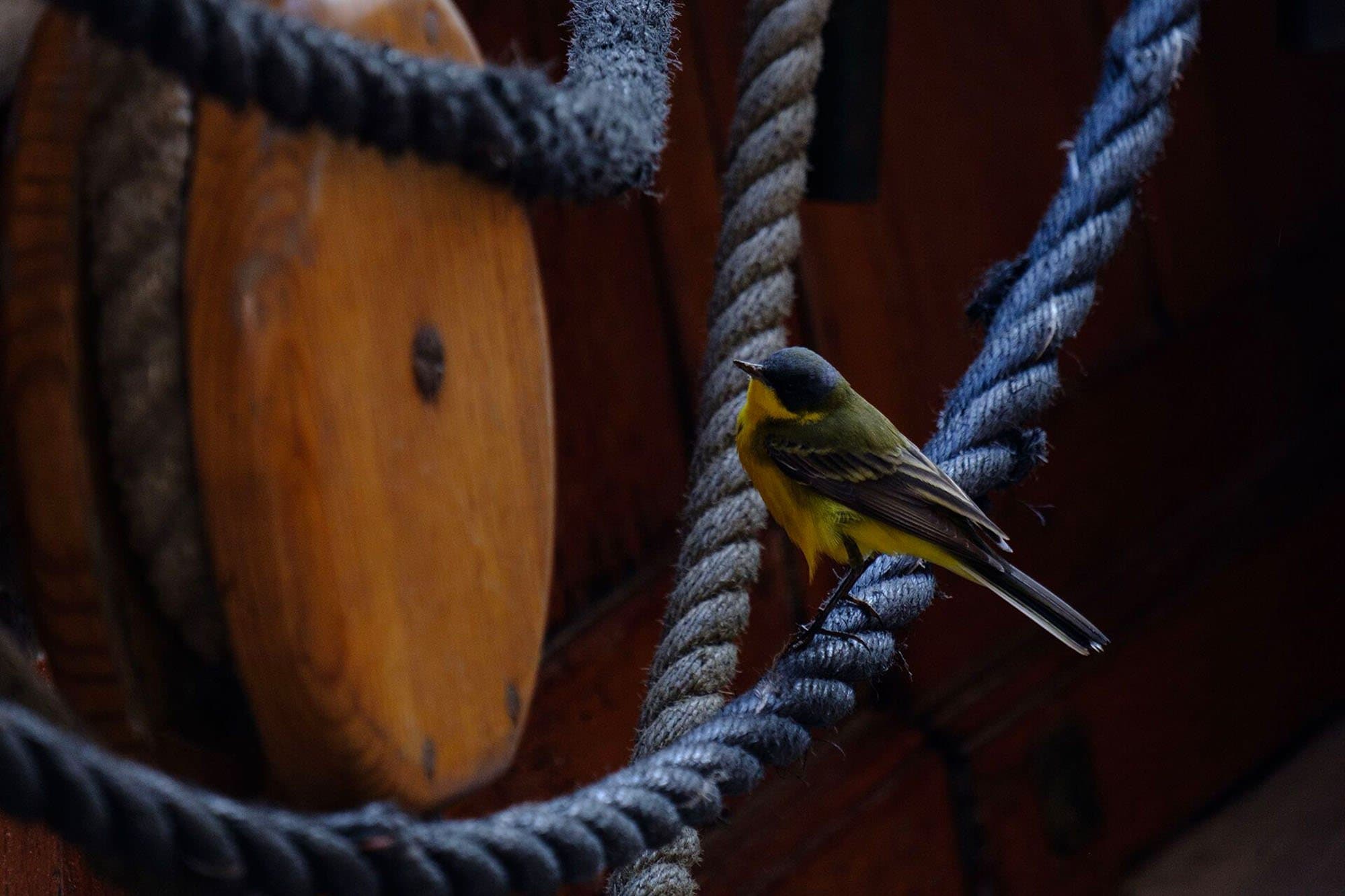 a goldfinch perched on a piece of rope