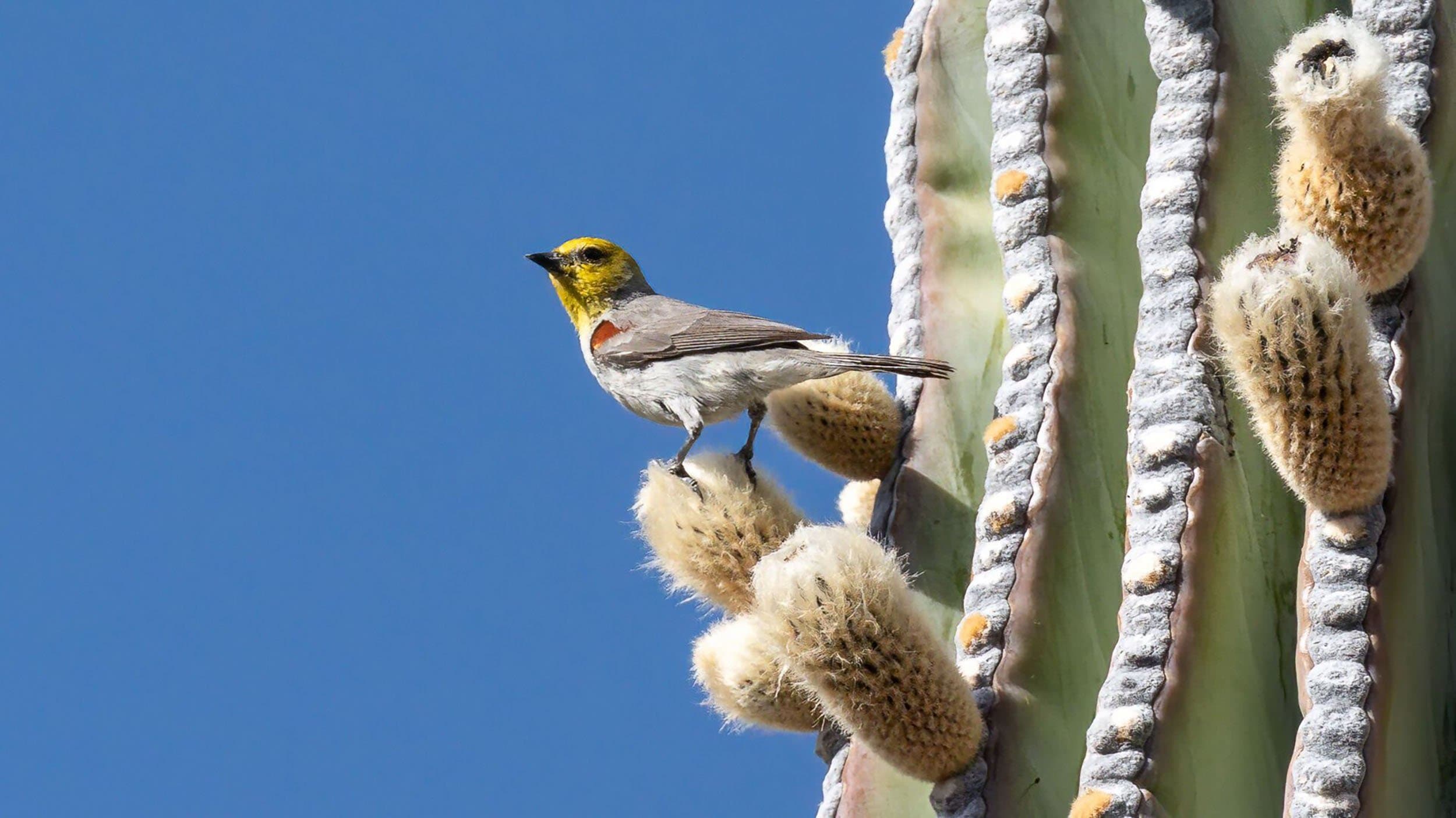 a yellow bird sitting on a cactus