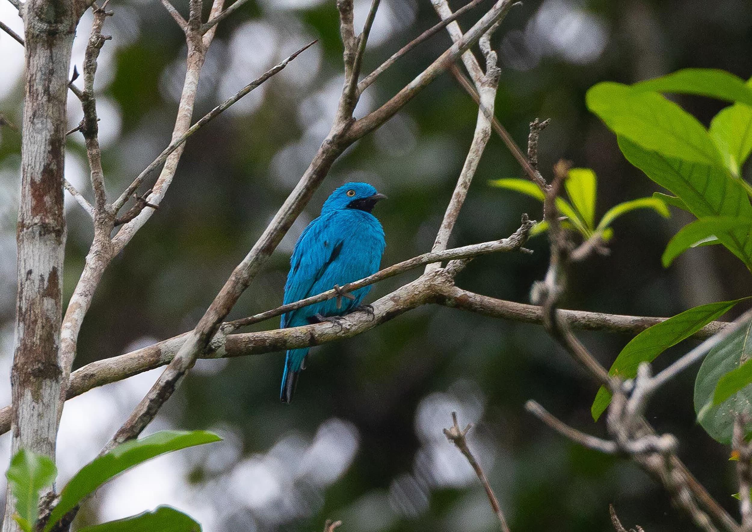 a bright blue bird on a tree branch