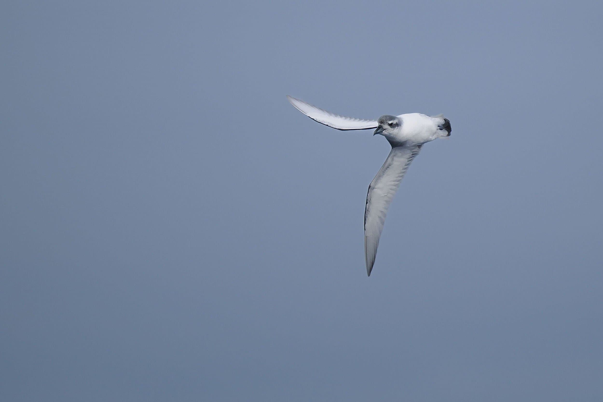 antarctic prion in flight