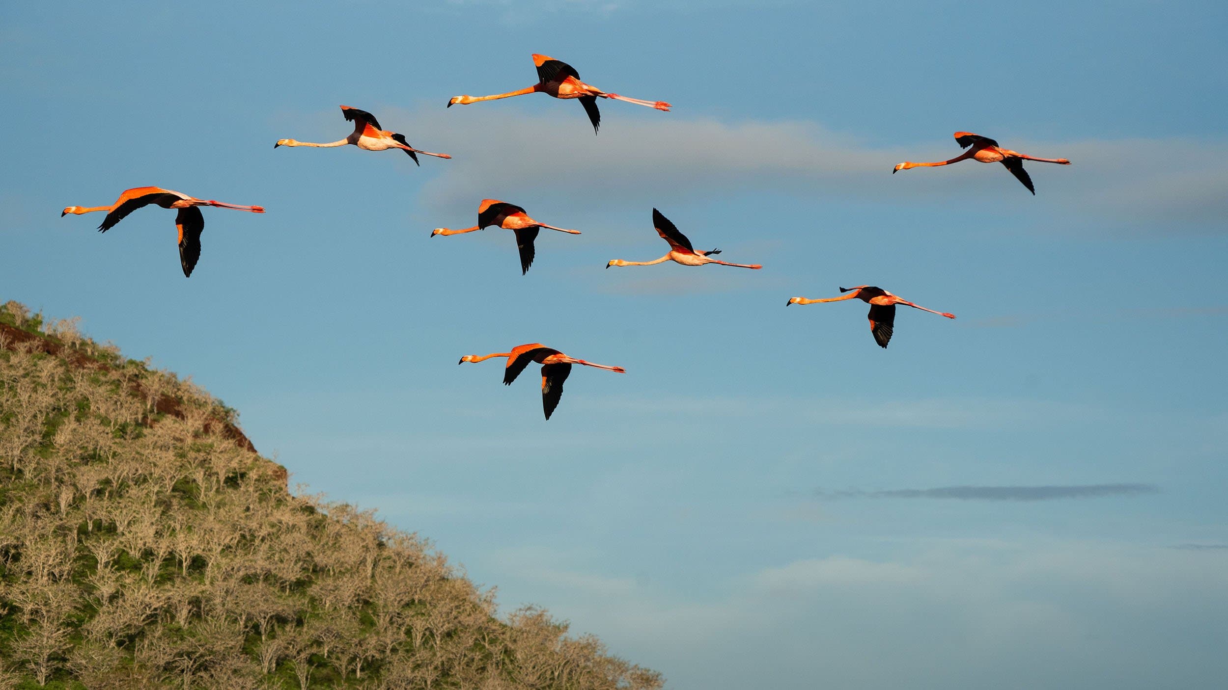 a dozen flamingos in flight