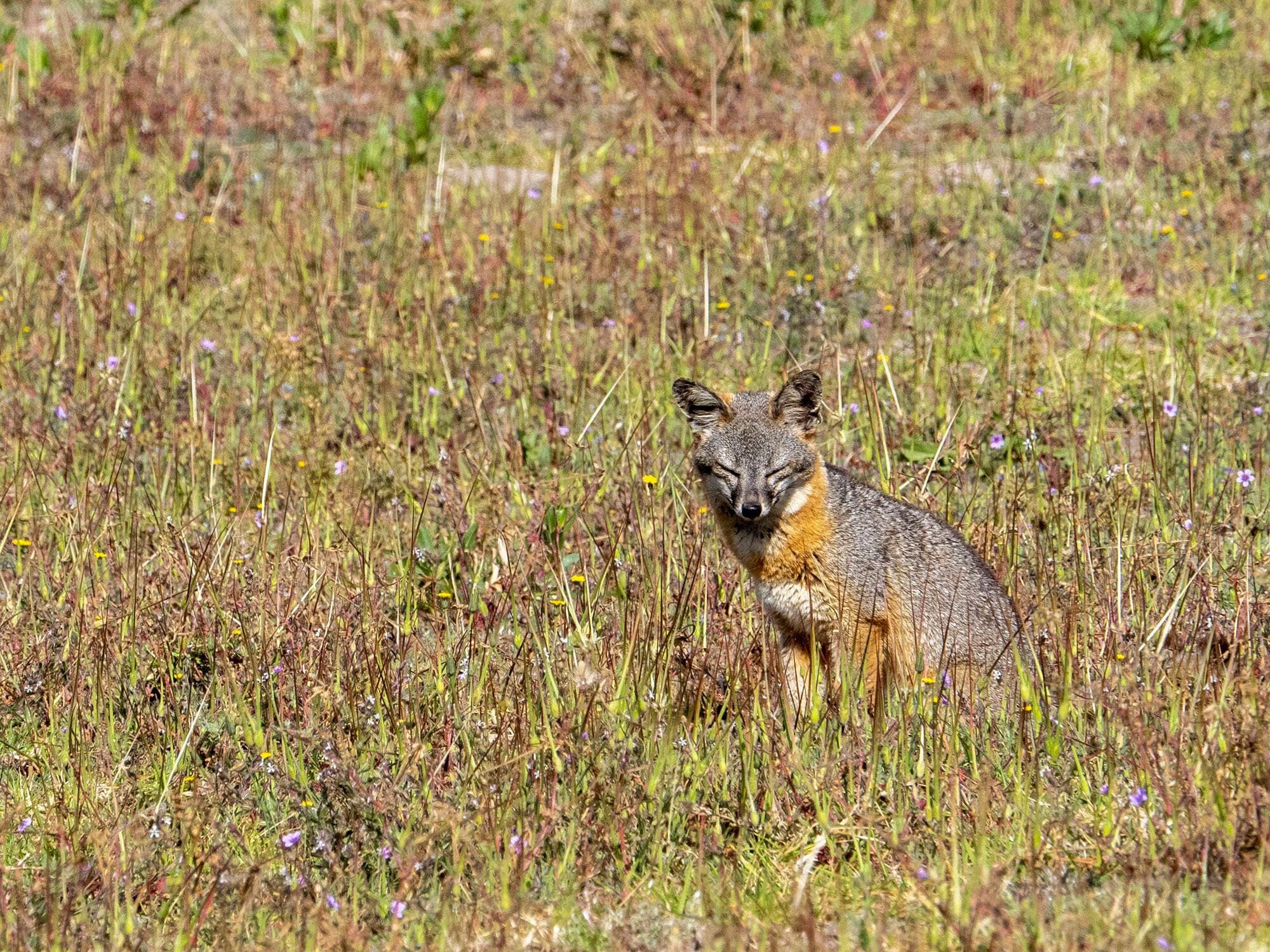 fox in field