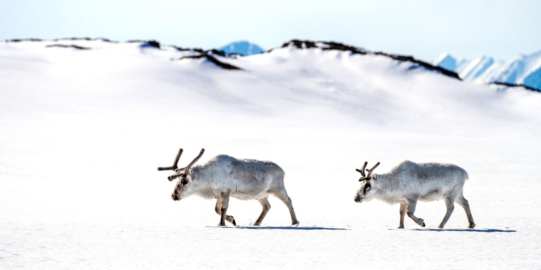 Reindeer Games: Adaptation in Arctic Svalbard