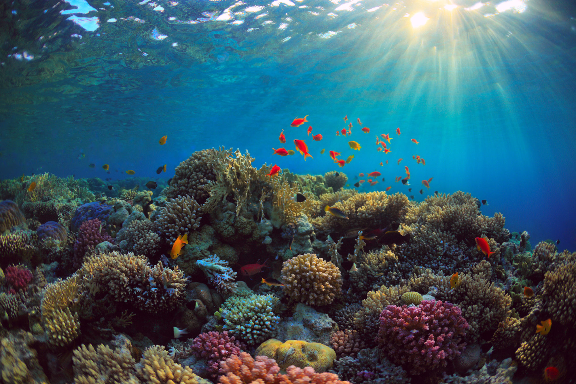 Celebrating Our Oceans: Fun Facts About Marine Life