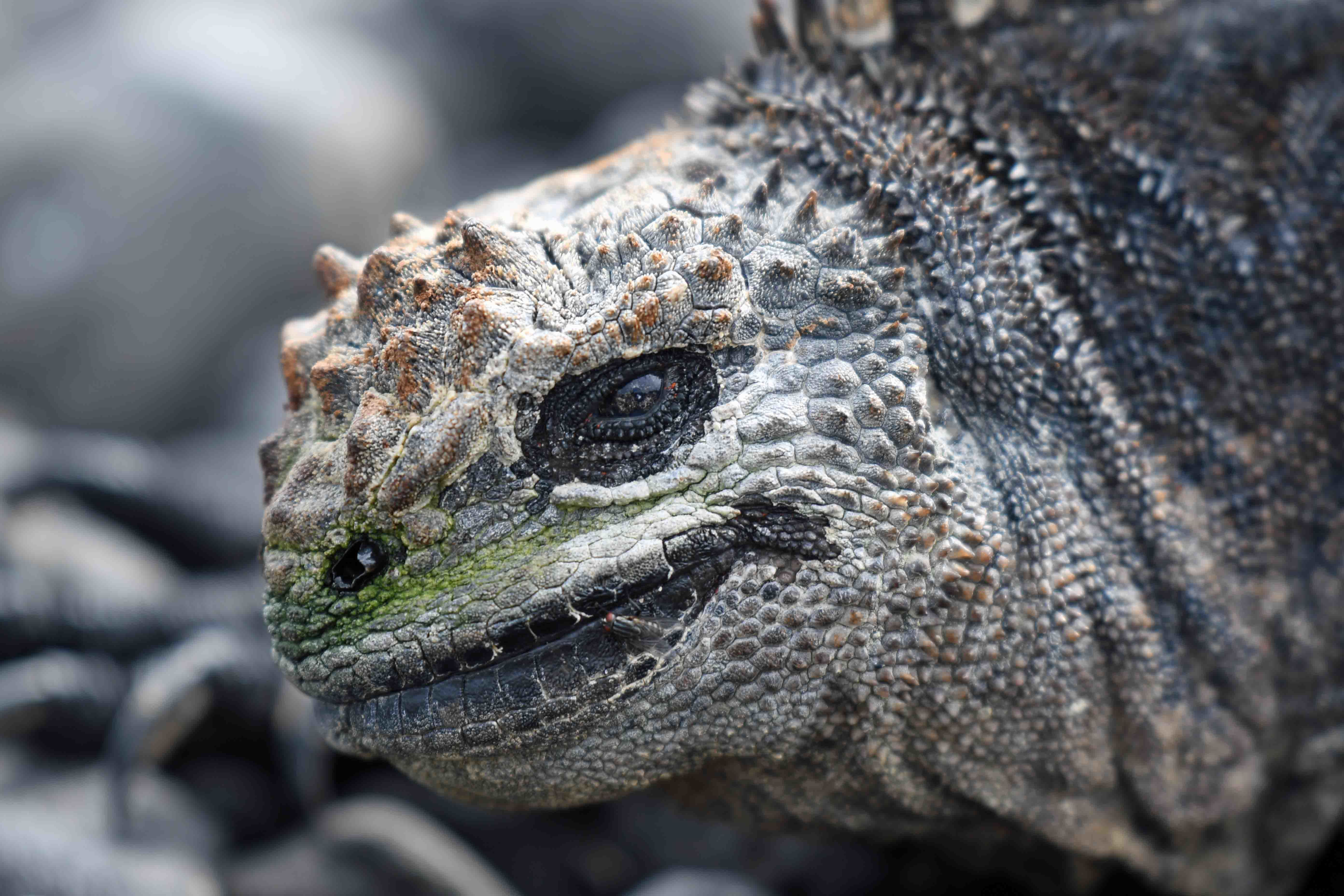 Isabela Island & Urbina Bay | 12-22-2021 | National Geographic Islander ...