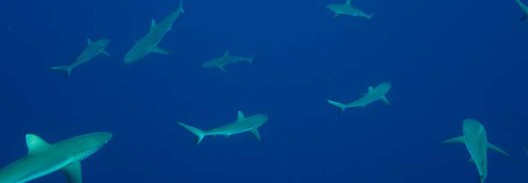Flint Island, S. Line Islands, Kiribati 1182015 National