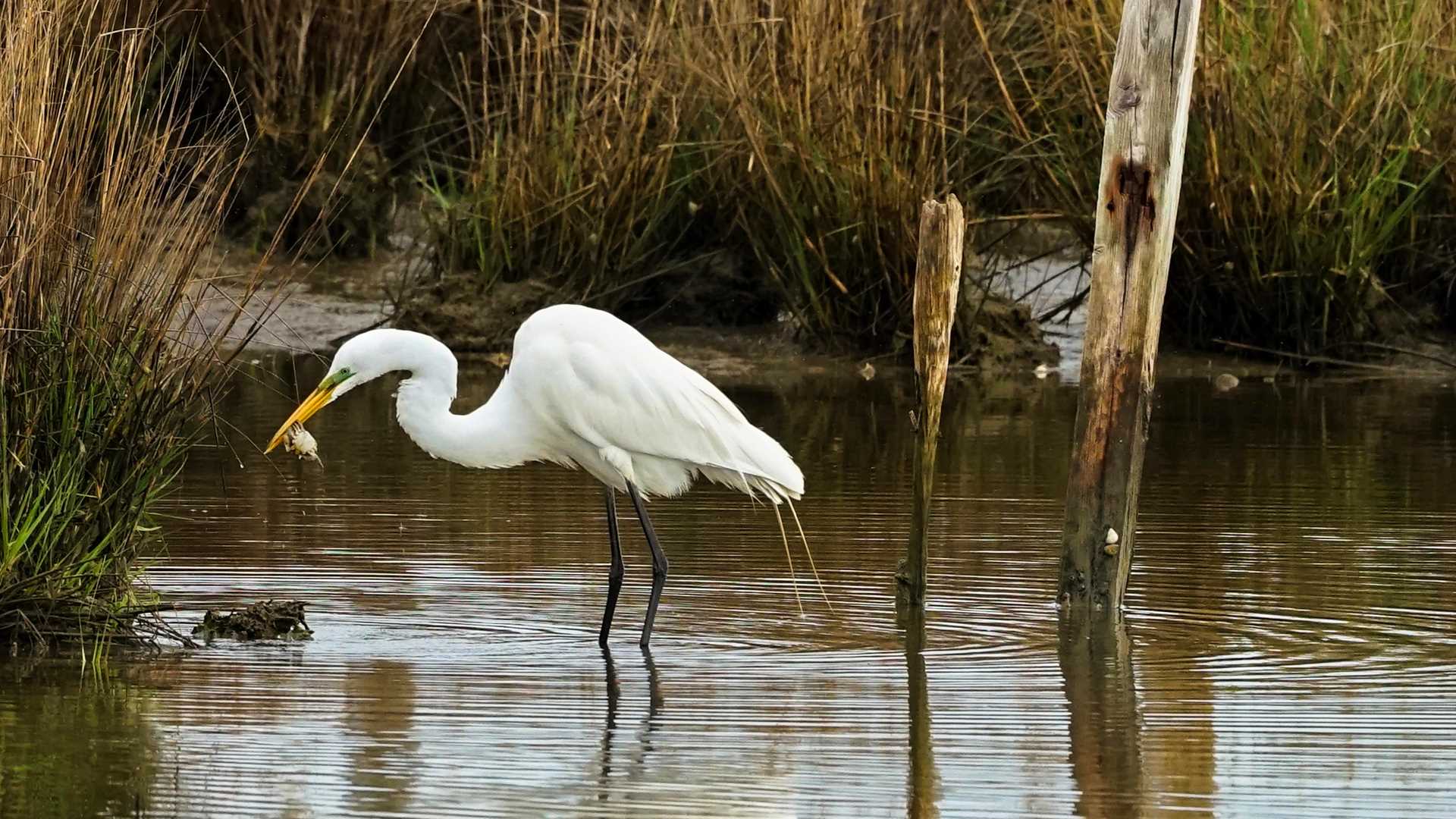 A great egret catching a crab in shallow water