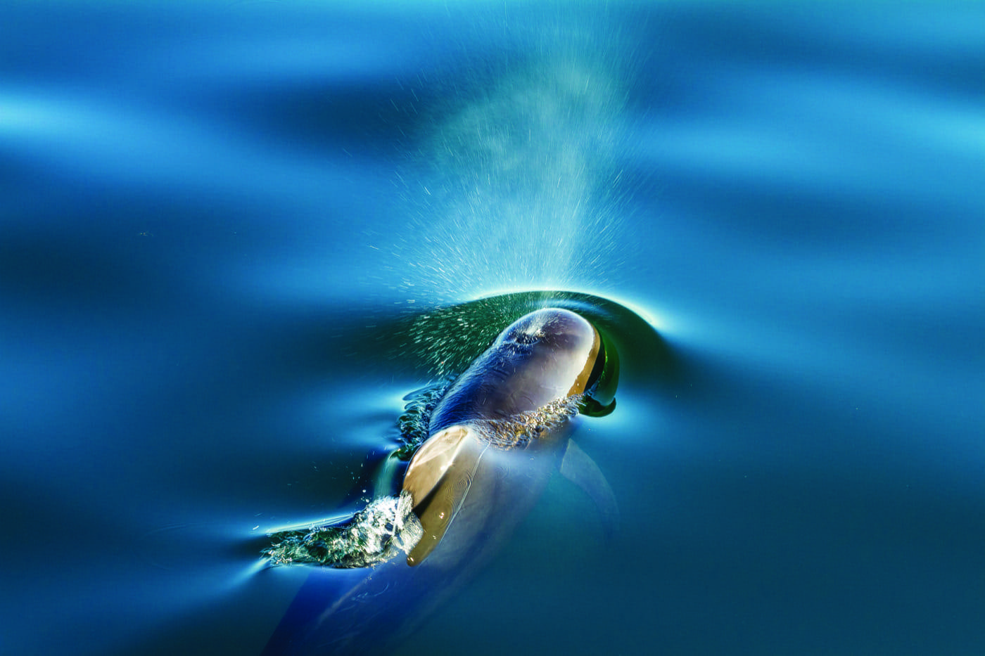 seen from above, a dolphin surfaces in languid water to release air and a spray of water from its blowhole