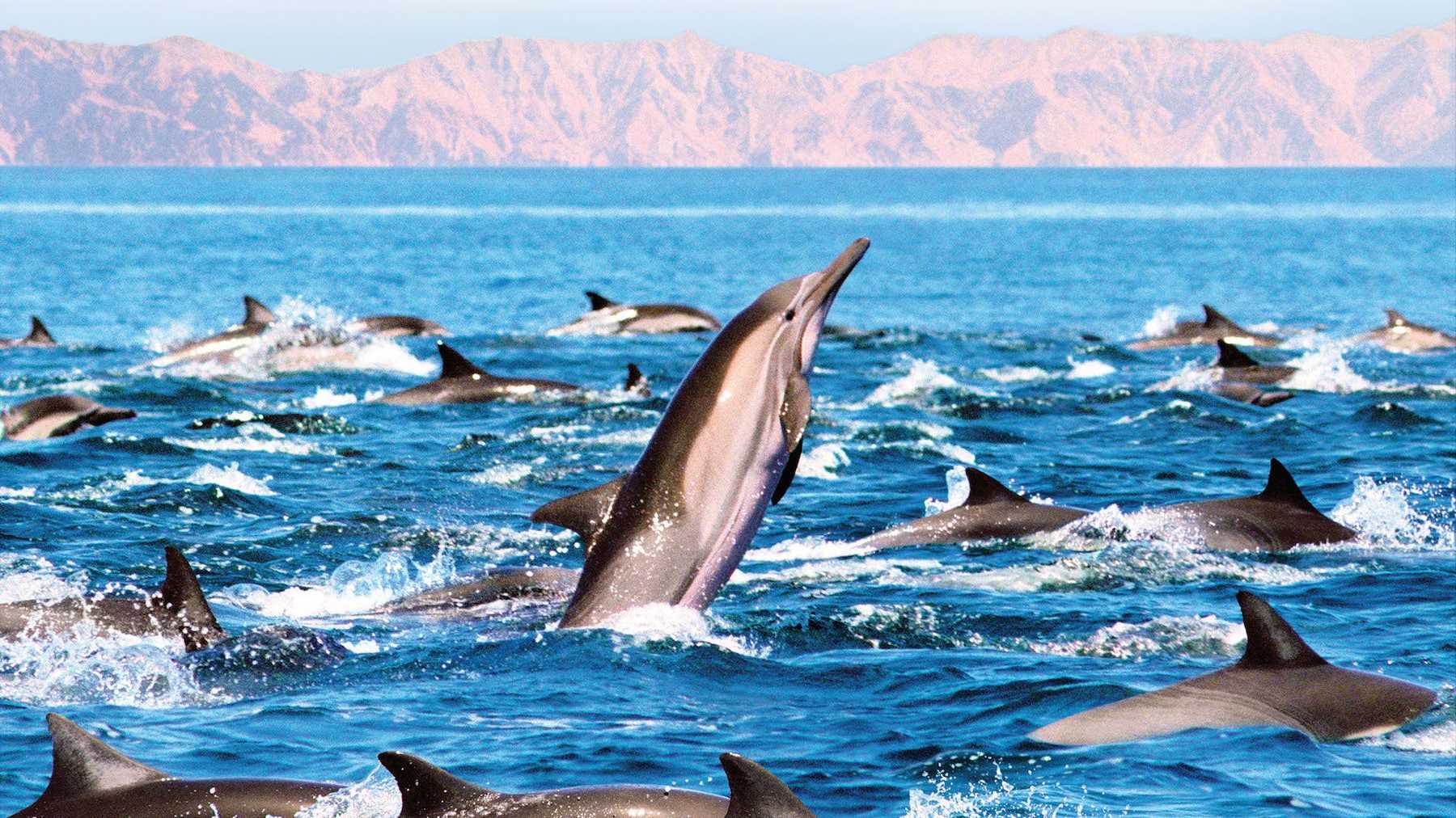A pod of dolphins in the ocean