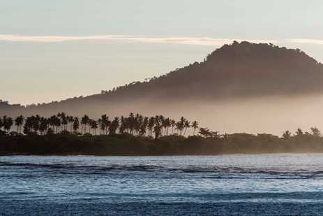 A row of palm trees on the Garden Island of Taveuni
