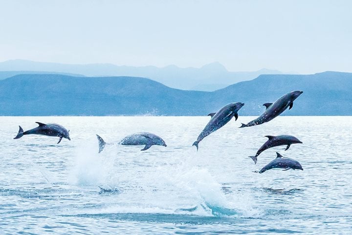 A pod of bottlenose dolphins bow-riding waves of the ship National Geographic Sea Bird in the Gulf of California, Baja California, Mexico.