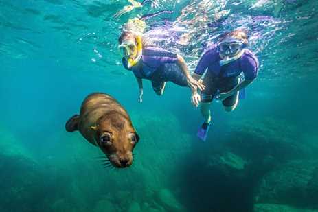 A young California sea lion swims with two snorkelers underwater at Los Islotes, Gulf of California, Baja California, Mexico.