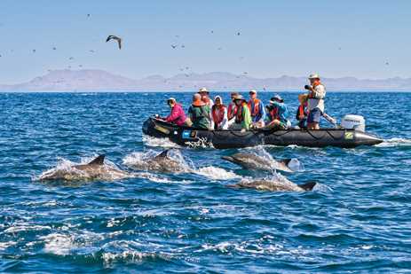 Guests exploring by zodiac spot long-beaked common dolphins swiming off Isla San Esteban in the Gulf of California, Mexico.