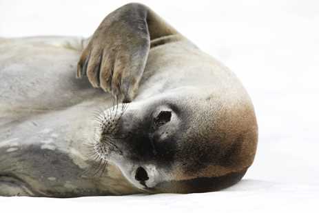 An adult Weddell seal hauled out and resting on ice on Petermann Island near the Antarctic Peninsula