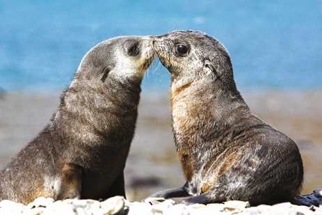 Antarctic Fur Seal pups playing at Stromness Whaling Station on the island of South Georgia, southern Atlantic Ocean.