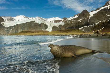 Male Elephant Seals may not be the prettiest animals on this list, but they are definitely the biggest, weighing in at up to 8,000 pounds! When we encounter them on the beaches of islands around Antarctica, they are usually quite sleepy and relaxed, so we can get quite close to them. But not too close! If something disturbs them, they can move with amazing power and speed. We see them when they have come ashore to breed, but they live most of their lives in a very different world. They are one of the deepest diving animals on the planet, regularly descending six thousand feet or more in pursuit of squid that are their prey. On the way down, they collapse their lungs and slowly sink into the dark depths while peacefully sleeping.
