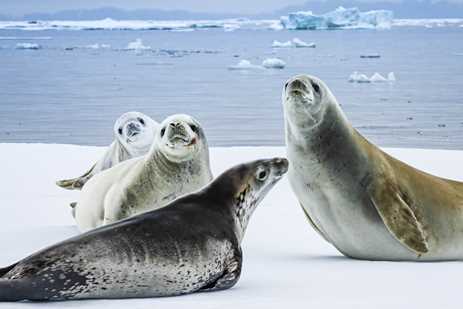 Curious Crabeater Seals on the pack ice in the Bellingshausen Sea, Antarctica